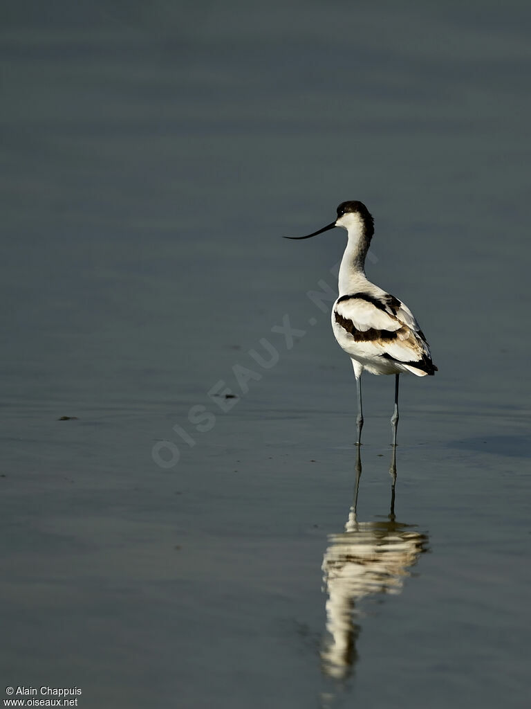 Avocette élégante1ère année, identification, mue, marche, mange