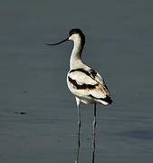 Avocette élégante