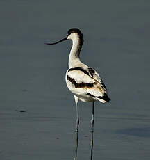 Avocette élégante