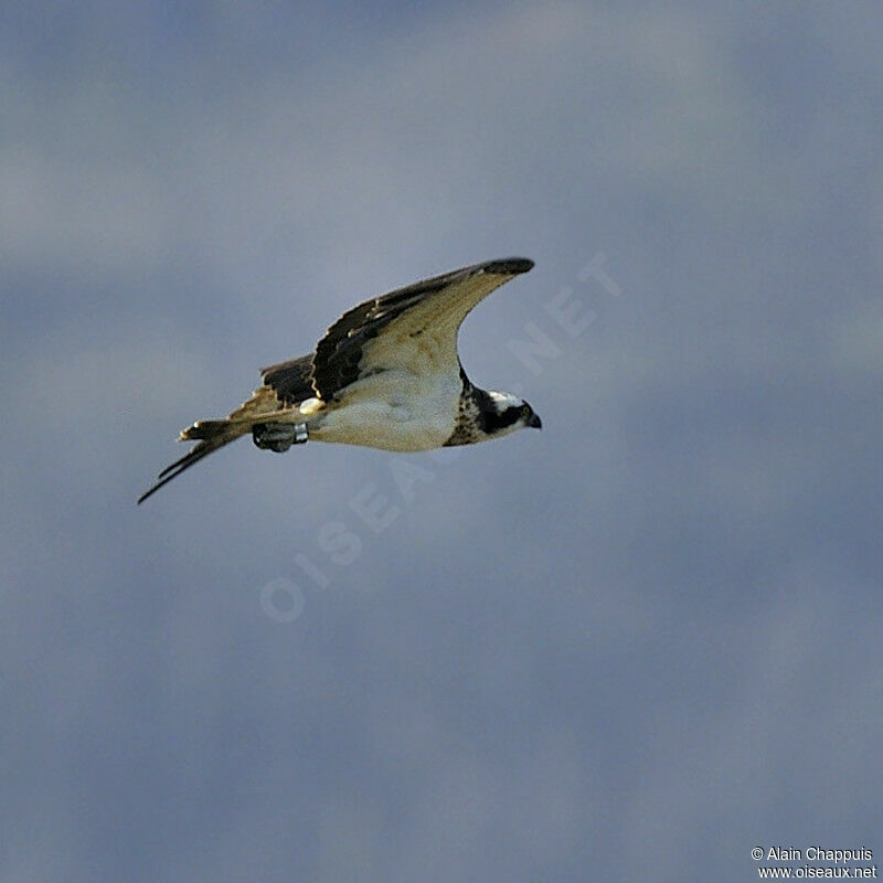 Balbuzard pêcheuradulte, identification, Vol, Comportement