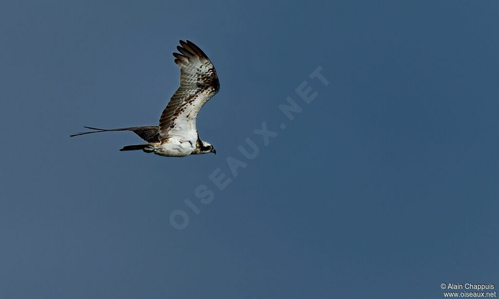 Balbuzard pêcheuradulte, identification, Vol, Comportement