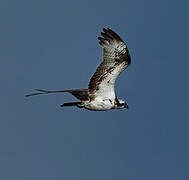 Western Osprey