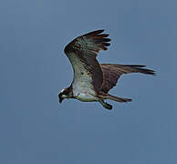 Western Osprey