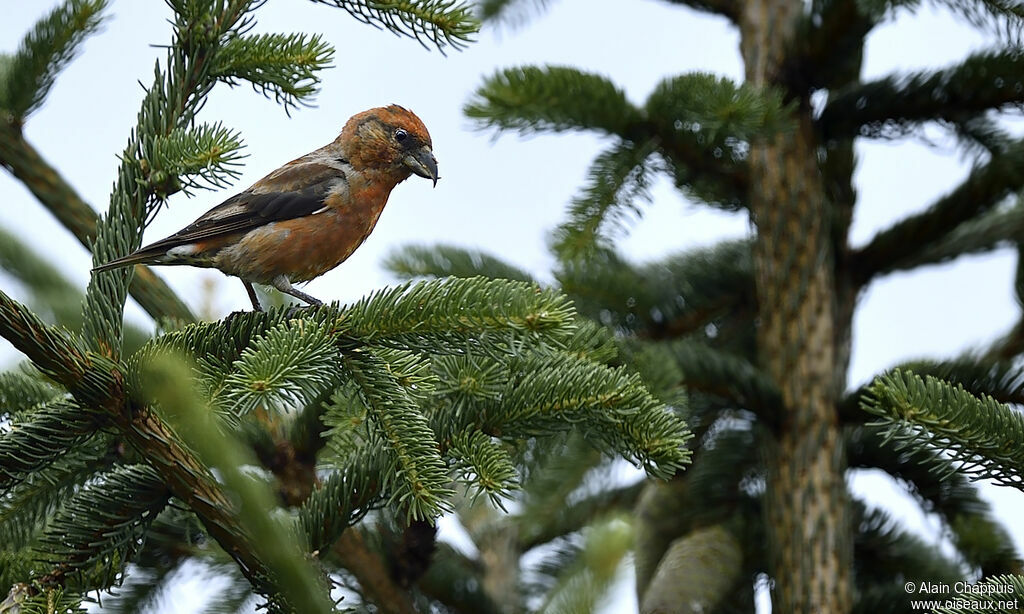 Red Crossbill male immature, identification, Behaviour