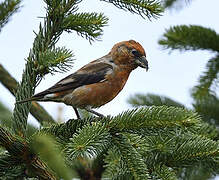 Red Crossbill