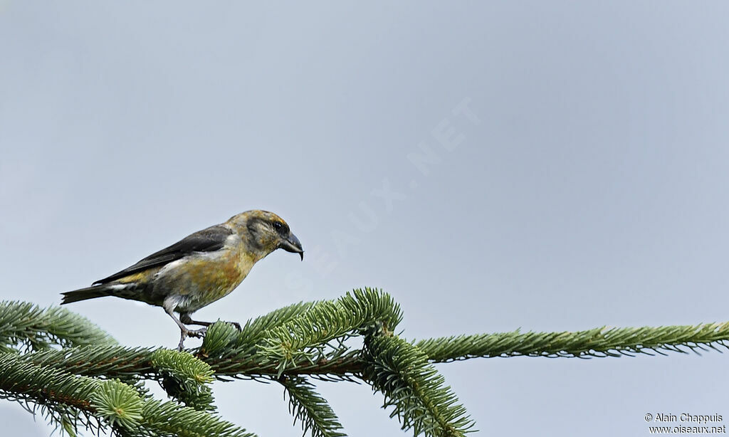 Red Crossbill male juvenile, identification, Behaviour