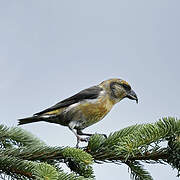 Bec-croisé des sapins