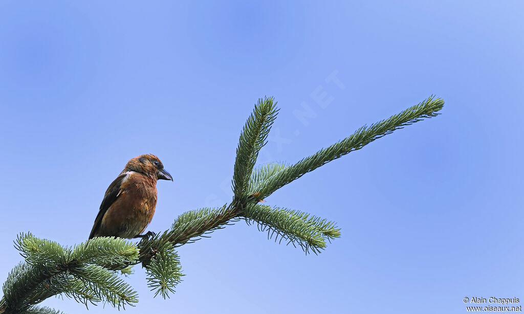 Bec-croisé des sapins mâle adulte, identification, Comportement