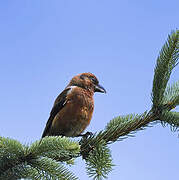 Red Crossbill