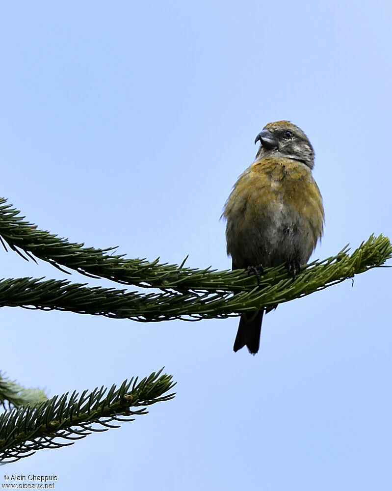 Bec-croisé des sapins, identification, Comportement