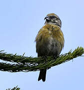 Red Crossbill