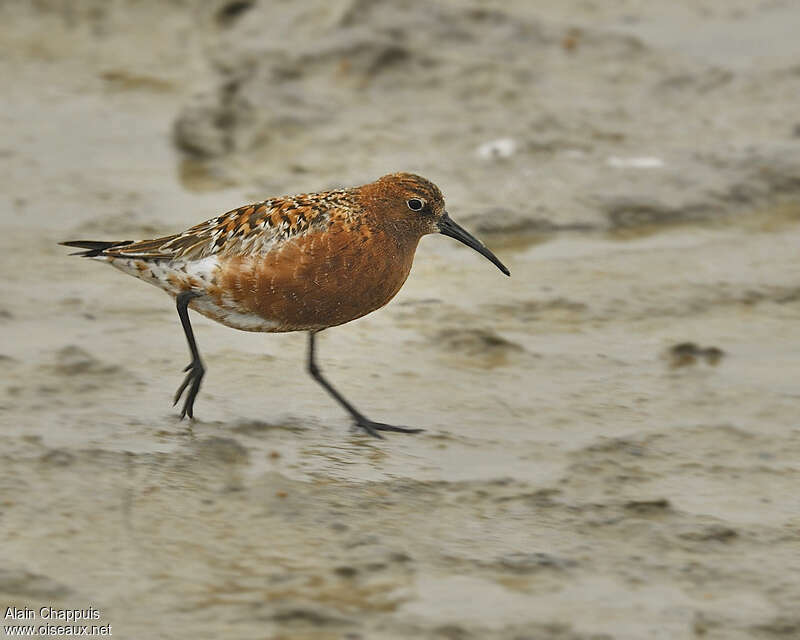 Curlew Sandpiperadult breeding, identification, walking