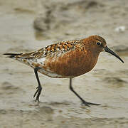 Curlew Sandpiper