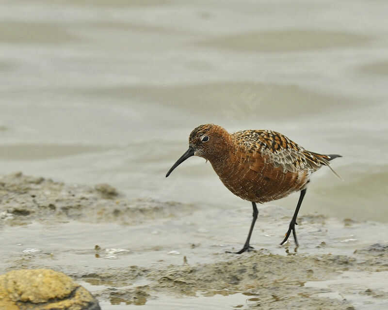 Bécasseau cocorliadulte, identification, Comportement