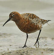 Curlew Sandpiper