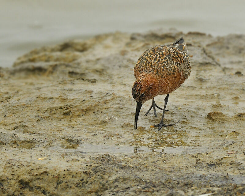 Curlew Sandpiperadult breeding, identification, Behaviour