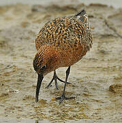 Curlew Sandpiper