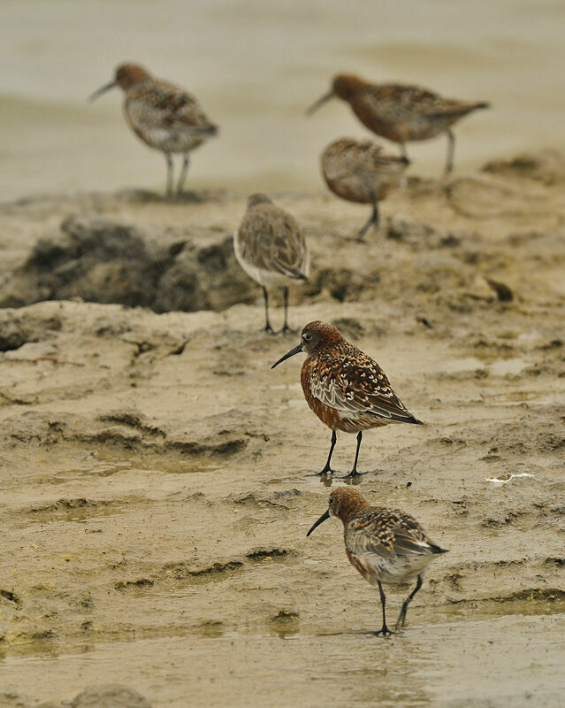 Curlew Sandpiperadult breeding, identification, Reproduction-nesting