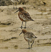 Curlew Sandpiper