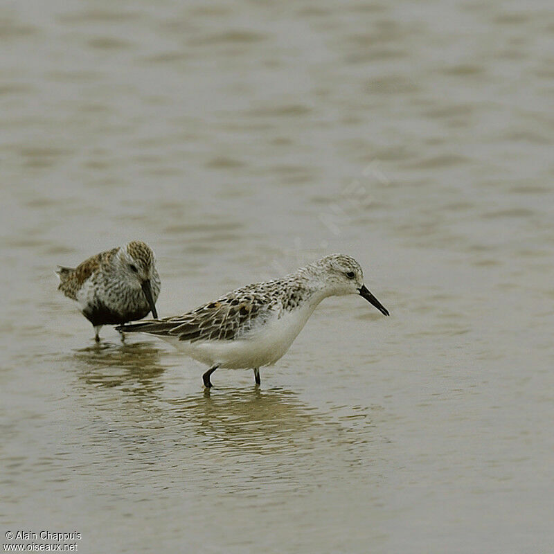 Bécasseau sanderlingadulte, identification