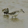 Bécasseau sanderling