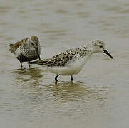 Sanderling