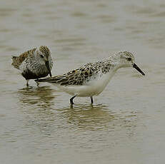 Bécasseau sanderling