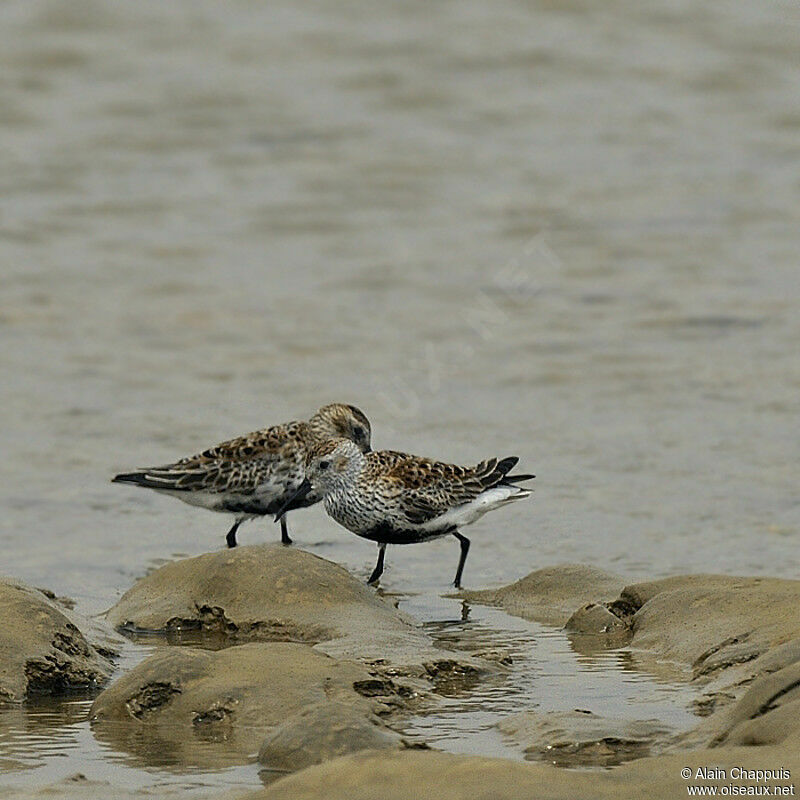 Bécasseau variableadulte, identification, Comportement