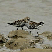 Dunlin