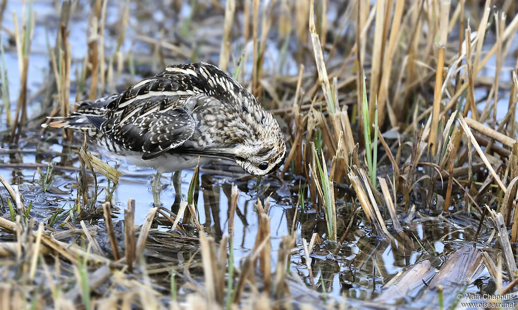 Common Snipeadult, identification, Behaviour