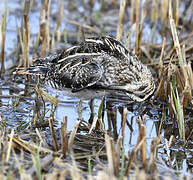 Common Snipe