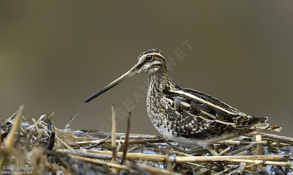 Bécassine des maraisadulte, identification, marche, pêche/chasse, mange