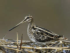 Common Snipe