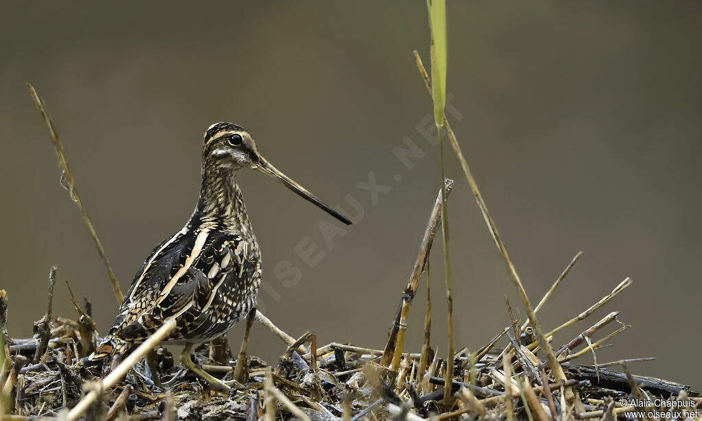 Bécassine des maraisadulte, identification, portrait, marche, pêche/chasse, mange