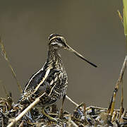 Common Snipe