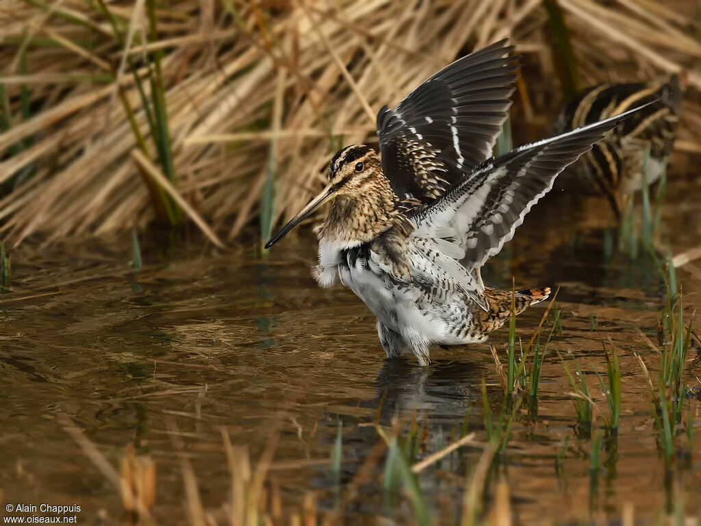 Common Snipeadult, identification, care, walking, fishing/hunting