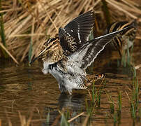 Common Snipe