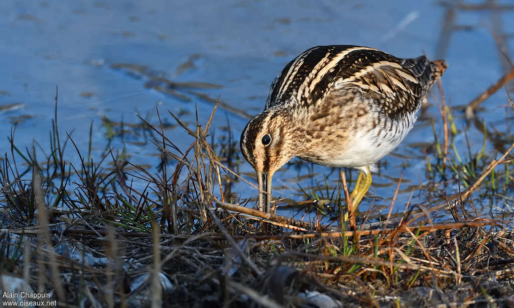 Common Snipeadult, walking, fishing/hunting, eats