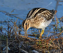 Common Snipe