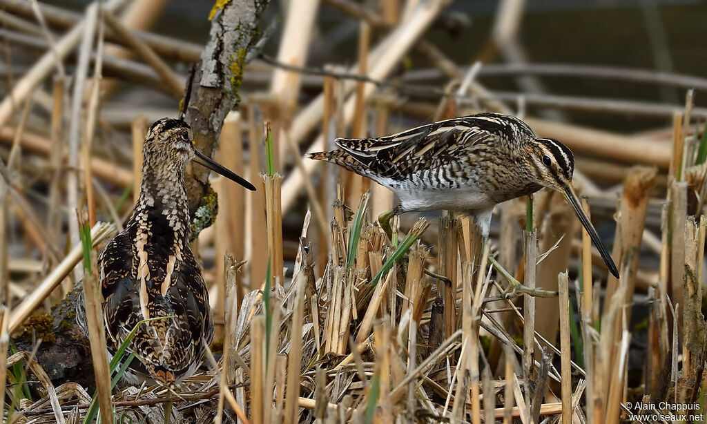 Bécassine des maraisadulte, identification, camouflage, marche, mange