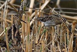 Common Snipe