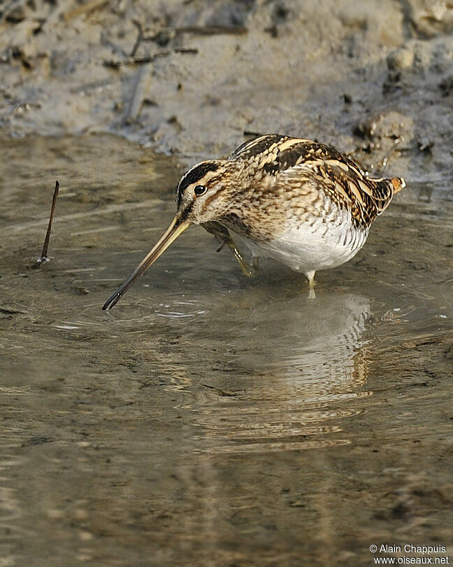 Common Snipeadult, identification, Behaviour