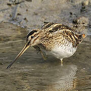 Common Snipe