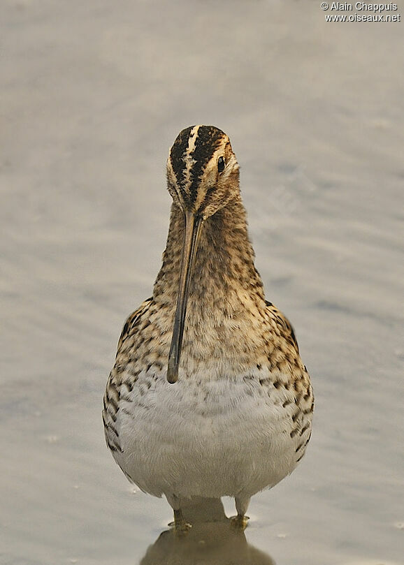 Common Snipeadult, identification, Behaviour