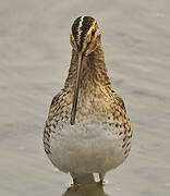 Common Snipe