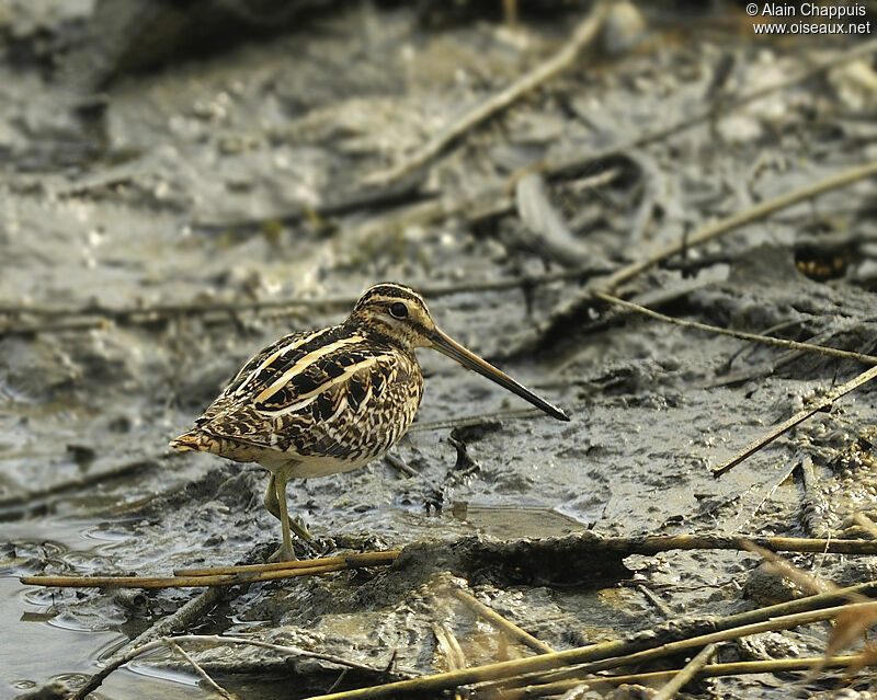 Common Snipeadult, identification