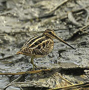 Common Snipe