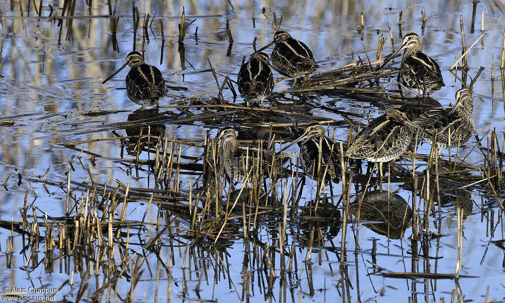 Common Snipeadult, identification, Behaviour