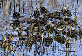 Common Snipe