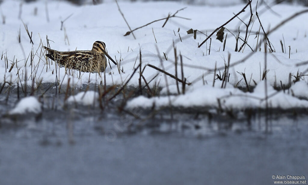 Common Snipeadult, identification, Behaviour